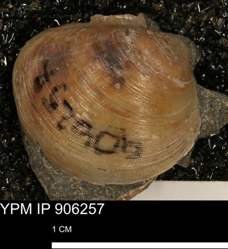 Limopsis striatopunctatus