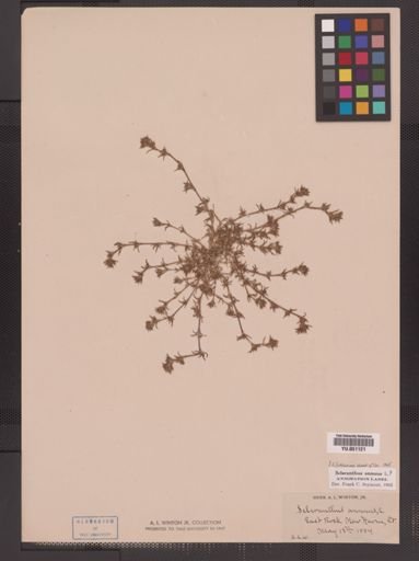 Scleranthus annuus
