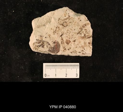 Chelopterum peregrinum