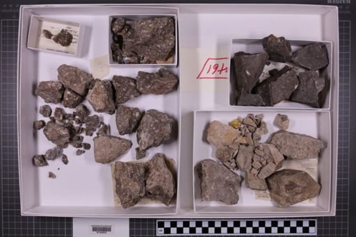 mixed taxa, stratigraphic collection