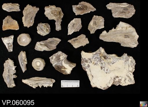 Pachyrhizodus sp.
