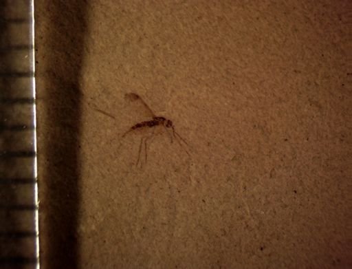 undet. Diptera