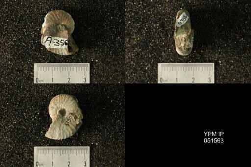 Hoploscaphites nicolletii