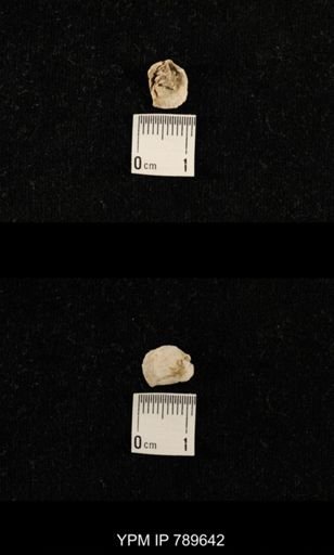undet. Brachiopoda