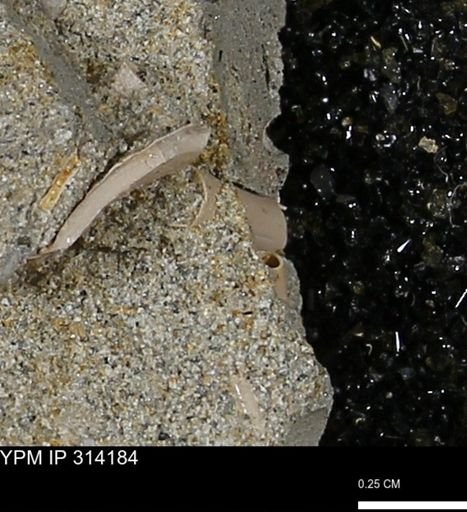 undet. Scaphopoda