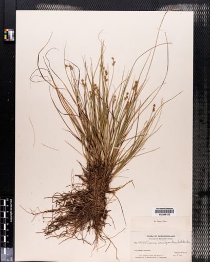 Carex interior