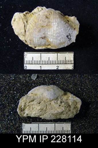 Dictyoclostus portlockianus var. crassicostatus