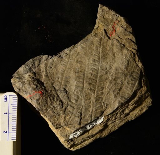 Pecopteris sp.