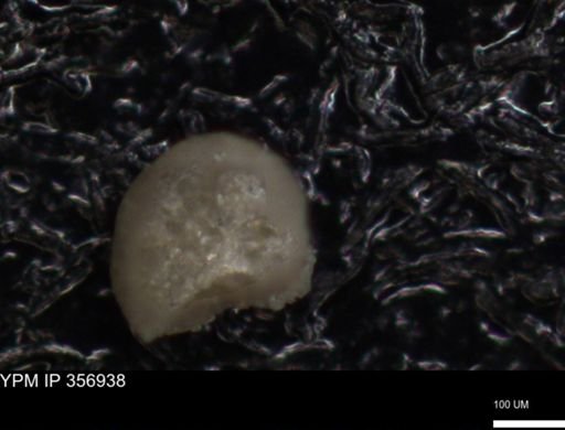 undet. Foraminiferida