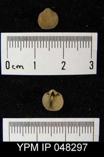 Isorthis arcuaria