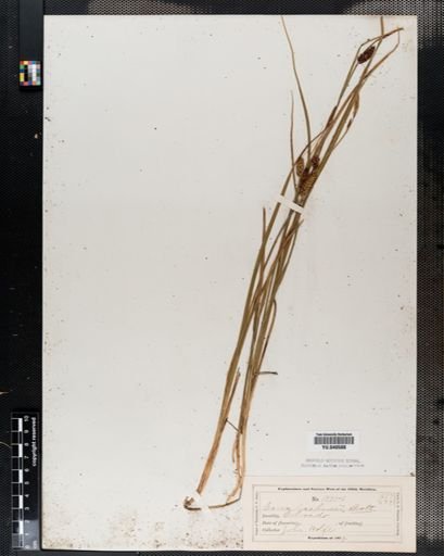 Carex mainensis