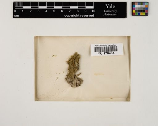 Plantae