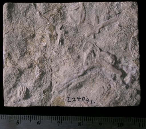 Antiquaster sp.