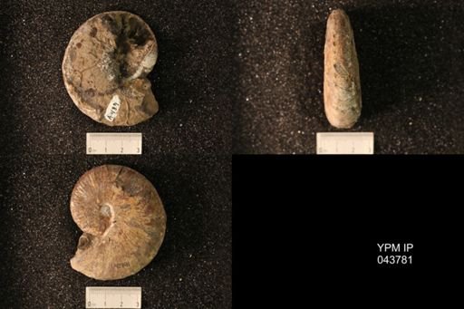 Hoploscaphites nicolletii