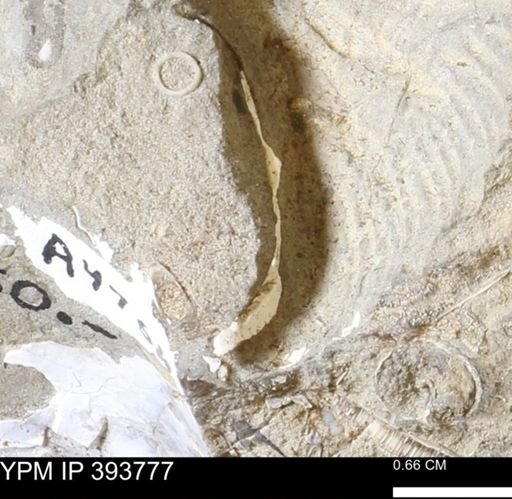 undet. Bivalvia