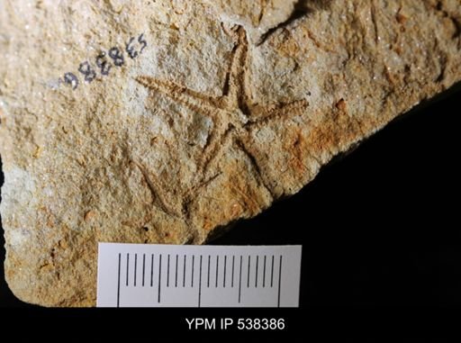 undet. Stelleroidea