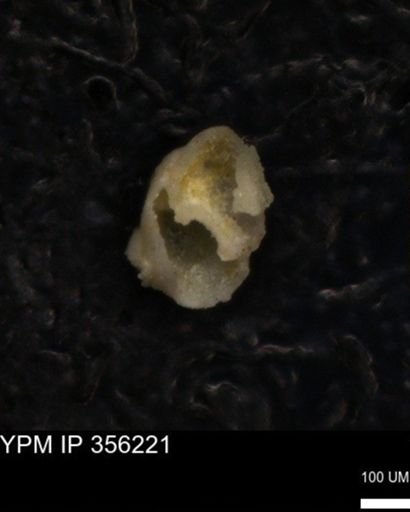 undet. Foraminiferida