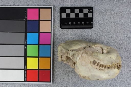 Merycoidodon sp.