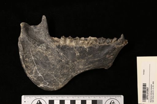 Pronomotherium siouense