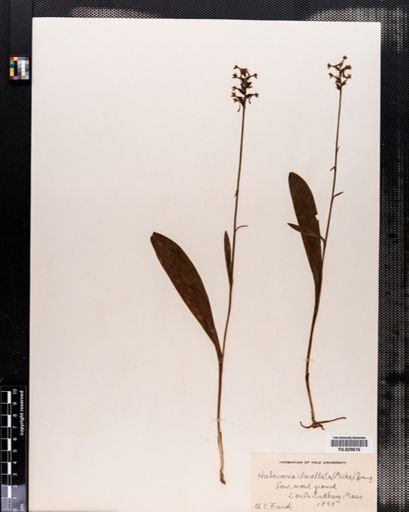 Habenaria clavellata