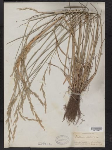 Festuca elatior