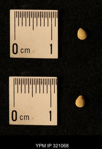 Dielasma elongatum
