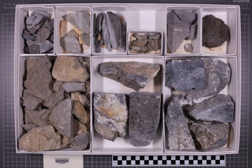 mixed taxa, stratigraphic collection