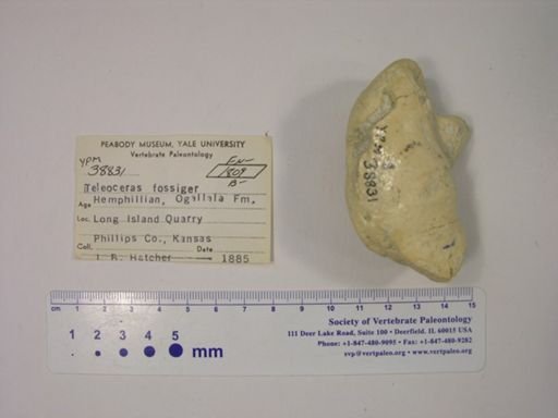 Teleoceras fossiger