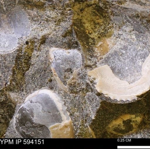 Limopsis? striatopunctatus