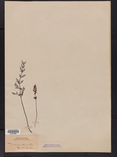 Cheilanthes