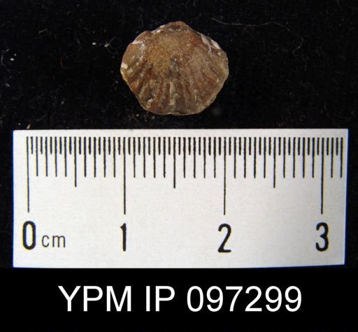 Trematospira camura