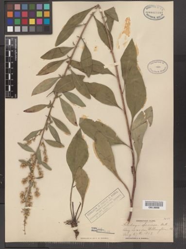 Solidago speciosa