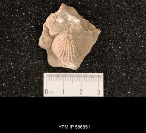 Rhynchotrema perlamellosum