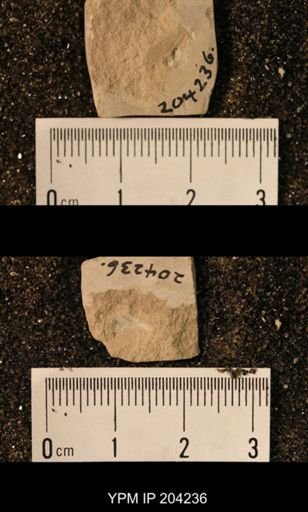 undet. Palaeomanteidae