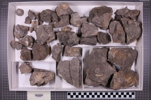 mixed taxa, stratigraphic collection