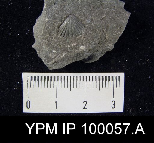 Camarotoechia nucula