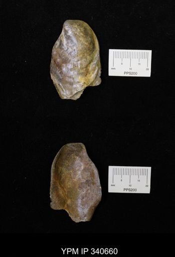 Ostrea translucida