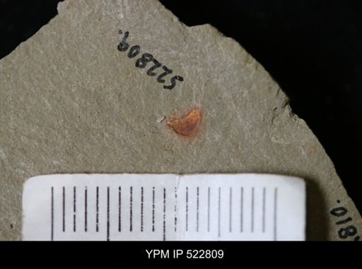 Chelicerata