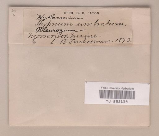 Hylocomiastrum umbratum