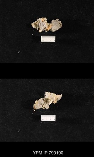 Leptodus sp.