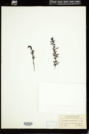 Sargassum lendigerum