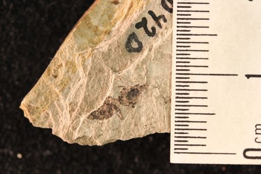 Liometopum miocenicum