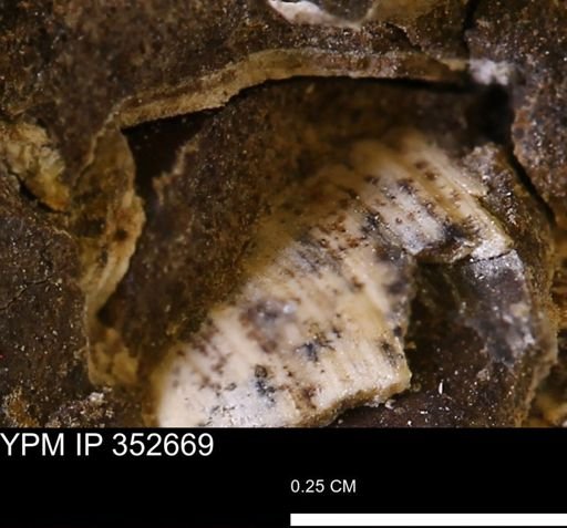 undet. Bivalvia