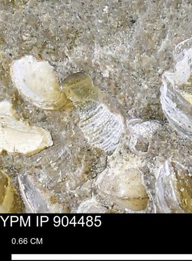 undet. Bivalvia