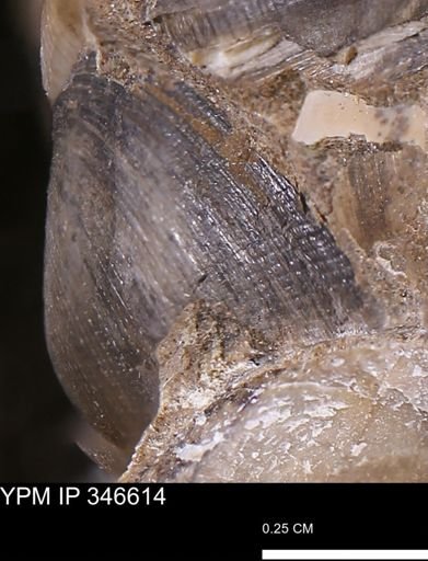 Limopsis striatopunctatus