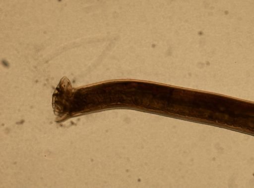 Ancylostoma caninum