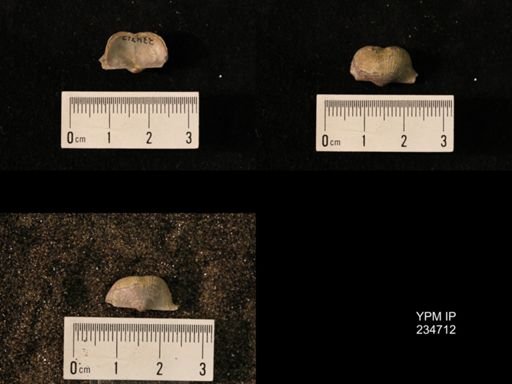 Marginifera splendens