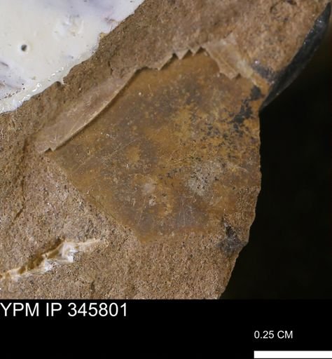 undet. Mollusca