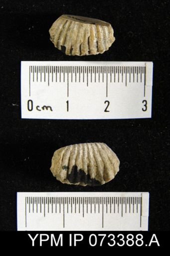 Camarotoechia cedarensis