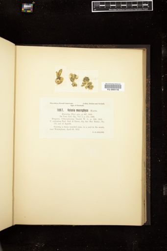 Valonia macrophysa